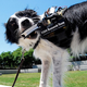 Illustration for article titled Know What Your Dog Really Wants With This Pooch-to-People Translator
